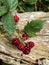 Ripening blackberries against old tree branch