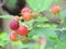 Ripening blackberries. Green leaves. Small berry.