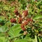 Ripening blackberry fruits on a branch on a sunny day.