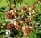 Ripening blackberry fruits on a branch on a sunny day.