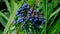 Ripening blue berries of holonia mahonia