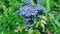 Ripening blue berries of holonia mahonia