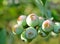 Ripening blueberries covered in morning mist