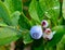 Ripening blueberries covered in morning mist