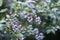 Ripening blueberries growing in the garden in the summer.