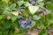 Ripening blueberry bunch on bush