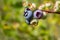 Ripening blueberry in a cluster on a bush