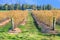 Ripening Blueberry Field in Summer