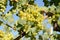 Ripening bunch of grapes on vines growing in vineyard at sunset. White wine grapes on a grapevine in late summer. Harvest and wine