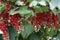 A ripening bunch of red currants on a branch. Red ribes