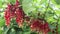 A ripening bunch of red currants on a branch. Red ribes