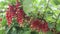 A ripening bunch of red currants on a branch. Red ribes