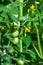 Ripening on bush small green fruits of cherry tomatoes