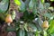 Ripening Cashew Nuts in Plant