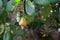 Ripening Cashew Nuts in Tree