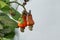 Ripening Cashew Nuts in Tree