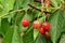 Ripening cherries after the rain