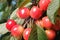 Ripening cherries on tree