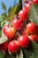 Ripening cherries on tree