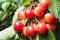 Ripening cherries on tree