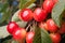 Ripening cherries on tree.