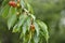 ripening cherries  on the tree in spring,blur background