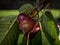 Ripening cherry fruit infected by cherry fruit rot