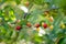 Ripening cherry fruits on a cherry tree branch. Harvesting berries in cherry orchard on sunny summer rain