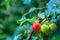 Ripening cherry plum on a tree branch in the morning light after rain