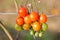 Ripening Cherry Tomatoes on Vine