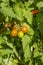 Ripening Cherry Tomatoes on the Vine