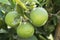 Ripening citrus fruit - Spain