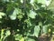 Ripening clusters of grapes in the vineyard