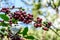 Ripening coffee beans on bush