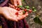 Ripening coffee beans on plant