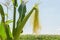 Ripening corn ear with young corn silk against the sky