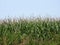 Ripening corn field