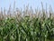 Ripening corn field