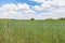 Ripening corn field and a tree