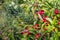 Ripening Cornelian cherry fruits from close