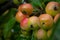 Ripening Crab Apples on the Branch