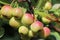 Ripening crab apples on a tree in close up