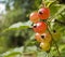 Ripening currants