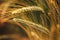Ripening ear of common wheat in field