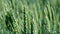 Ripening ears of meadow wheat field. Rich harvest Concept. Slow motion Wheat field. Ears of green wheat