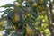 Ripening farm organic pears on the tree. Blurred background with selective focus