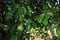 Ripening farm organic pears on the tree. Blurred background with selective focus