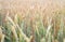 Ripening field of wheat. Agricultural background