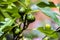 Ripening figs on a fig tree. Variety: Brown Turkey