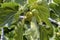 Ripening figs hanging on a branch